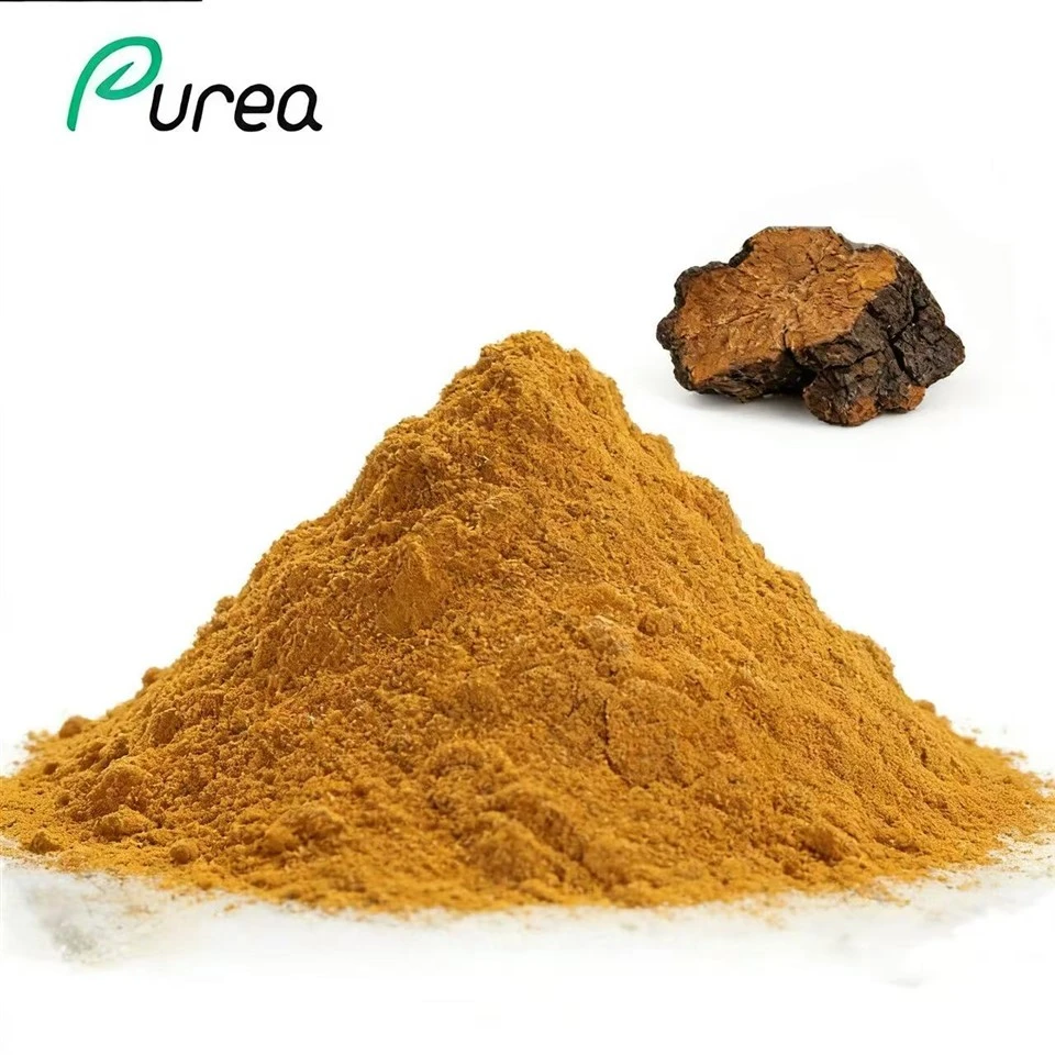 مسحوق مستخلص فطر تشاجا